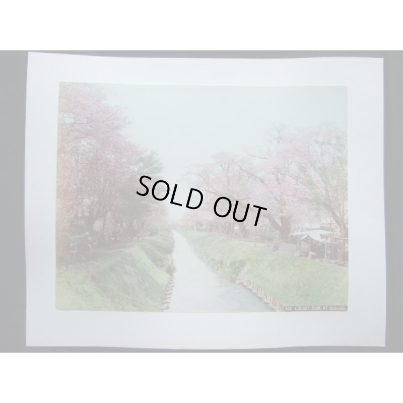 画像3: 明治手彩色古写真　2枚表裏　日下部金兵衛　小金井の桜＆日光雷神　20×26cm　