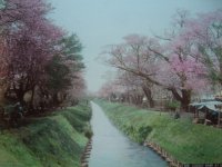 明治手彩色古写真　2枚表裏　日下部金兵衛　小金井の桜＆日光雷神　20×26cm　