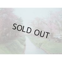 明治手彩色古写真　2枚表裏　日下部金兵衛　小金井の桜＆日光雷神　20×26cm　