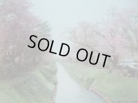 明治手彩色古写真　2枚表裏　日下部金兵衛　小金井の桜＆日光雷神　20×26cm　