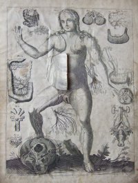 レメリン解剖図（英）　解体新書より早い日本最初の解剖書の原本 42×31cm 11頁　銅版図４枚　
