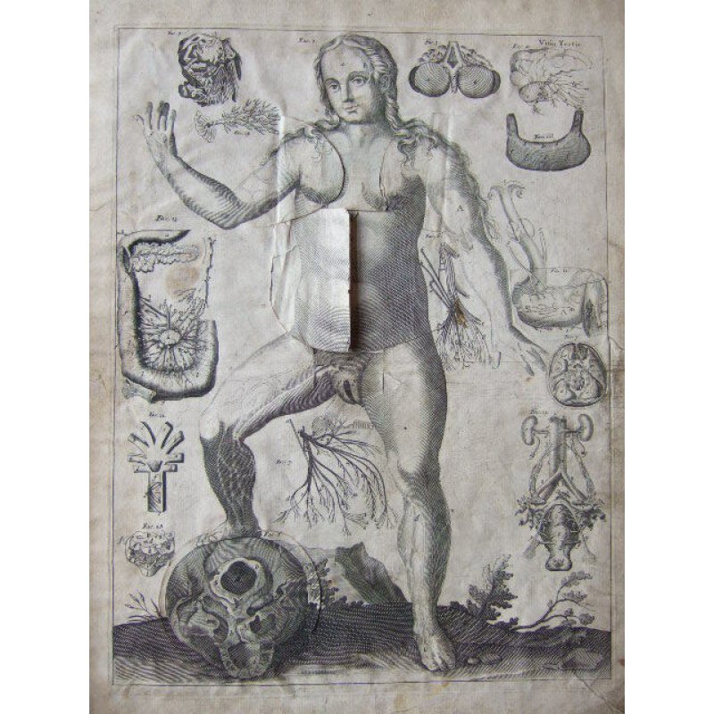 画像1: レメリン解剖図（英）　解体新書より早い日本最初の解剖書の原本 42×31cm 11頁　銅版図４枚　