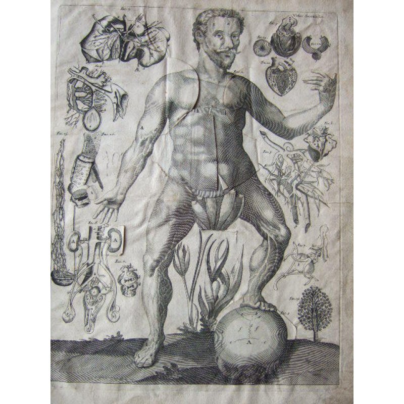 画像3: レメリン解剖図（英）　解体新書より早い日本最初の解剖書の原本 42×31cm 11頁　銅版図４枚　