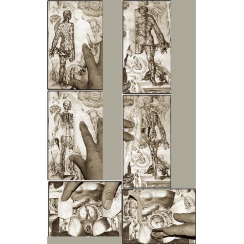 他の写真2: レメリン解剖図（英）　解体新書より早い日本最初の解剖書の原本 42×31cm 11頁　銅版図４枚　