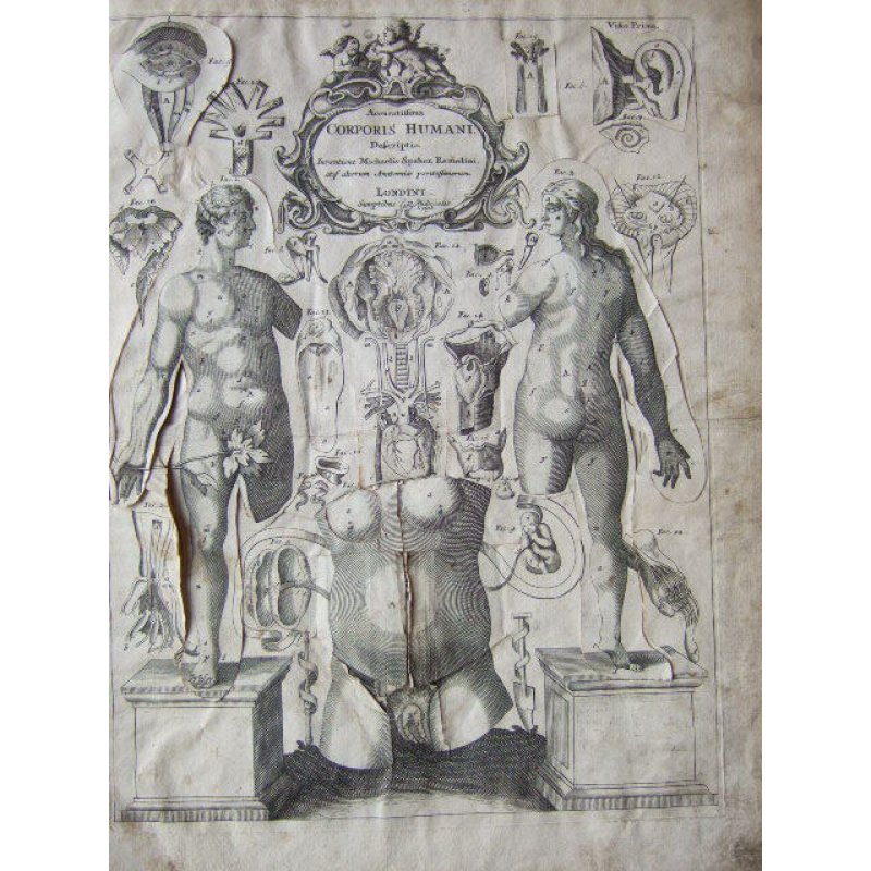 画像5: レメリン解剖図（英）　解体新書より早い日本最初の解剖書の原本 42×31cm 11頁　銅版図４枚　
