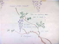 新発見！長谷川潔・ 肉筆画入り大型年賀状　彩色画「藤の花（仮題）」　1956年　