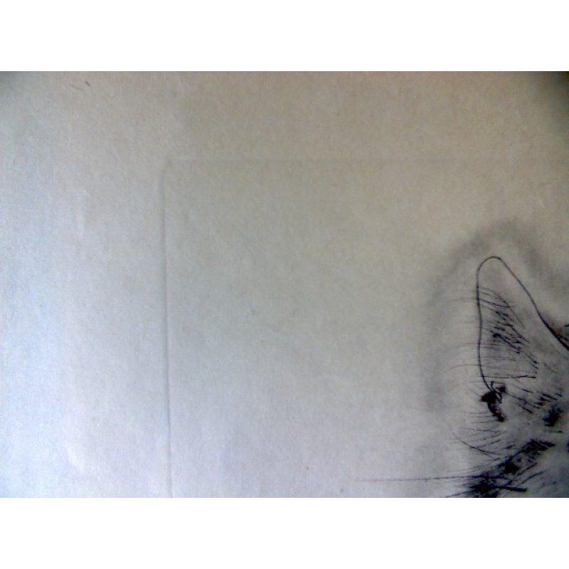 画像7: 藤田嗣治 エッチング(銅版画) 猫(アラシェル) 1929年 「A Book of Cats」より。1929年 用紙(Japanese vellum)32.4×25.1cm 銅版26×20cm