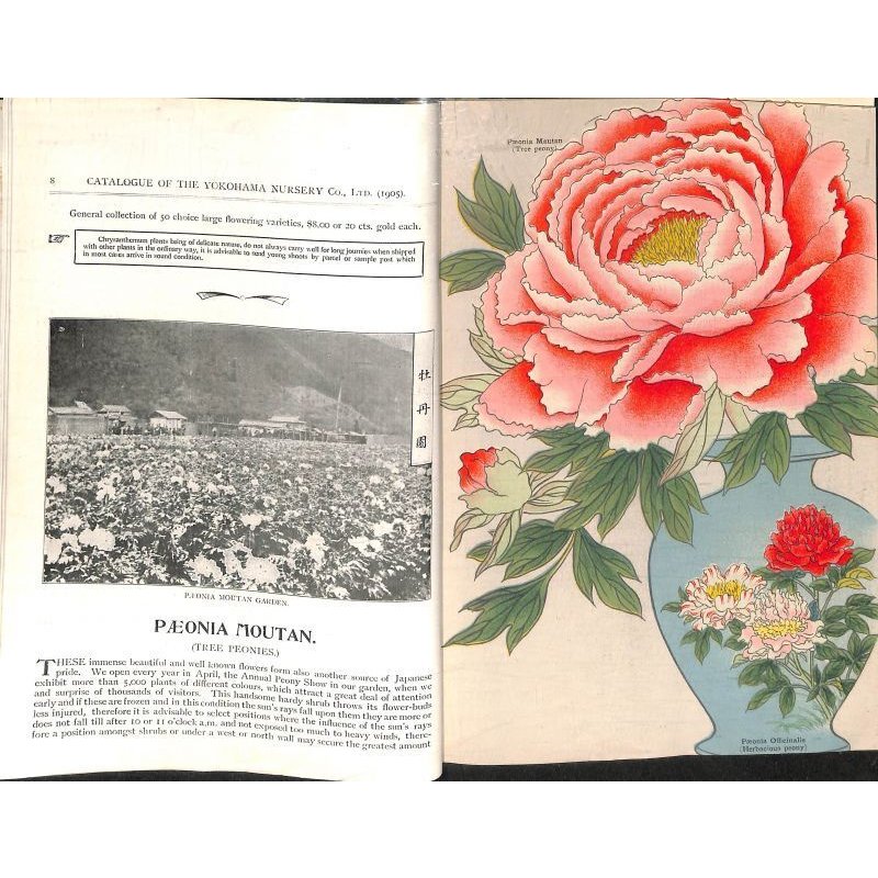 画像5: 平紙本 (英)横浜種苗会社(Yokohama Nursery Co.)1905年カタログ 25×18 95頁