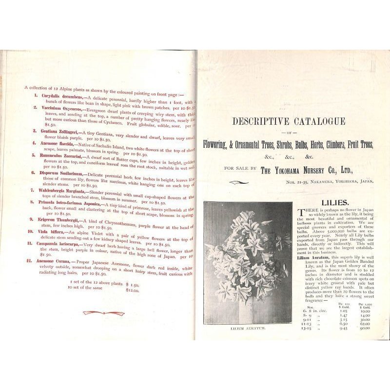 画像4: 平紙本 (英)横浜種苗会社(Yokohama Nursery Co.)1905年カタログ 25×18 95頁