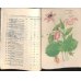 画像8: 平紙本　(英）横浜種苗会社(Yokohama Nursery Co.)1905年カタログ　25×18　95頁