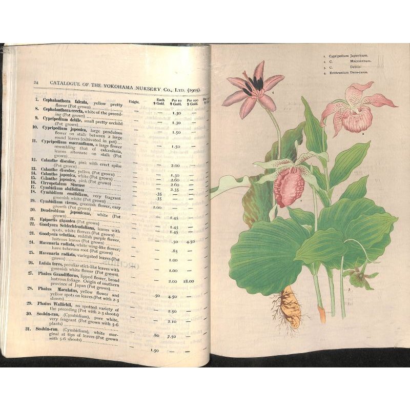 画像8: 平紙本 (英)横浜種苗会社(Yokohama Nursery Co.)1905年カタログ 25×18 95頁