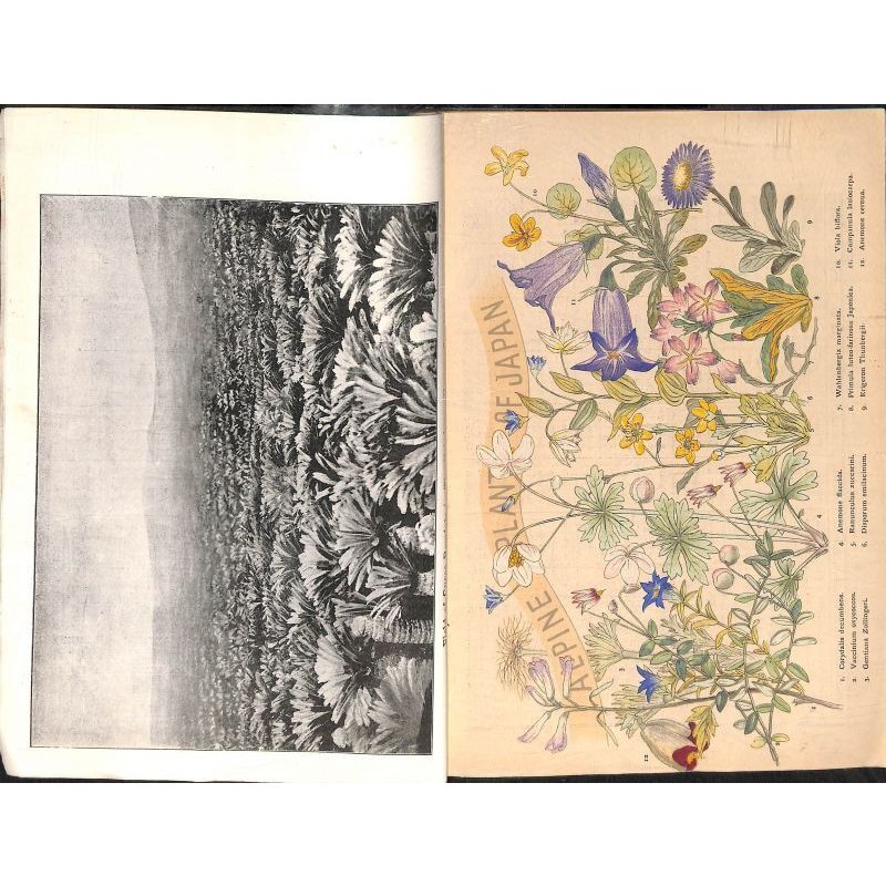 画像3: 平紙本 (英)横浜種苗会社(Yokohama Nursery Co.)1905年カタログ 25×18 95頁