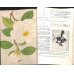 画像7: 平紙本　(英）横浜種苗会社(Yokohama Nursery Co.)1905年カタログ　25×18　95頁