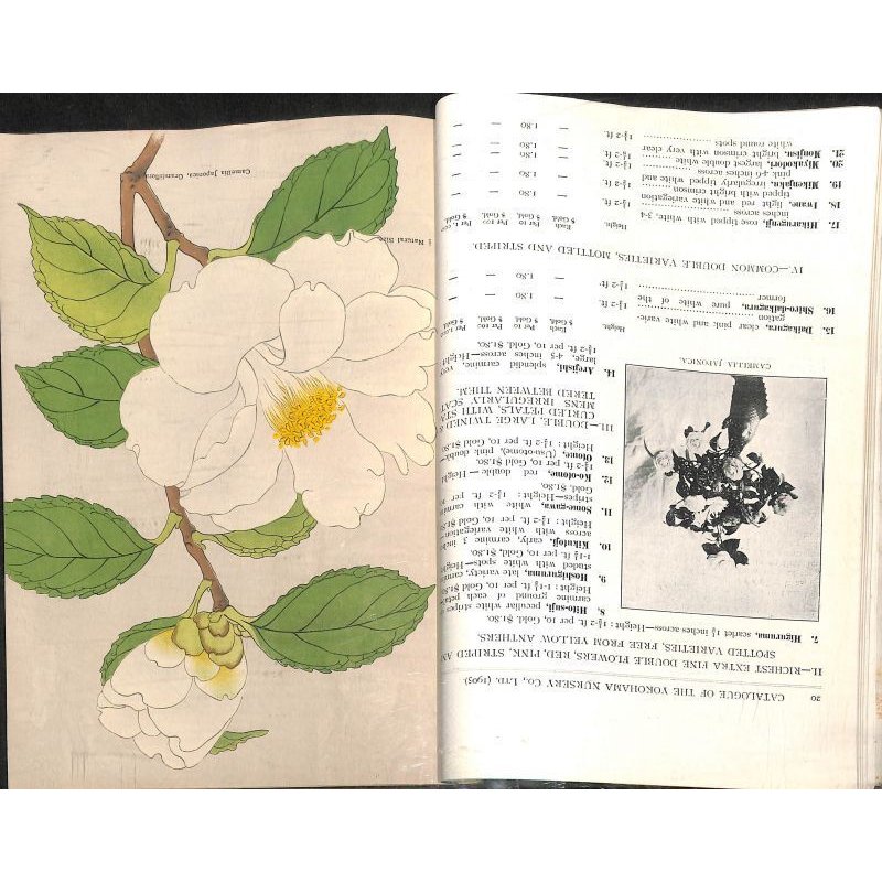 画像7: 平紙本 (英)横浜種苗会社(Yokohama Nursery Co.)1905年カタログ 25×18 95頁