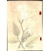 画像2: 平紙本　(英）横浜種苗会社(Yokohama Nursery Co.)1905年カタログ　25×18　95頁 (2)