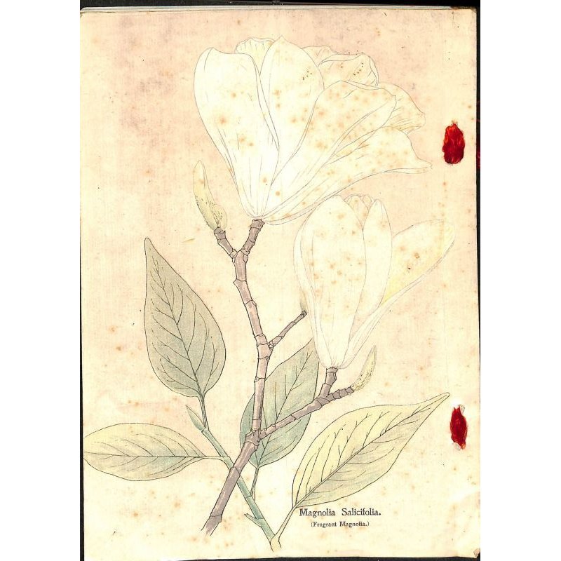 画像2: 平紙本　(英）横浜種苗会社(Yokohama Nursery Co.)1905年カタログ　25×18　95頁