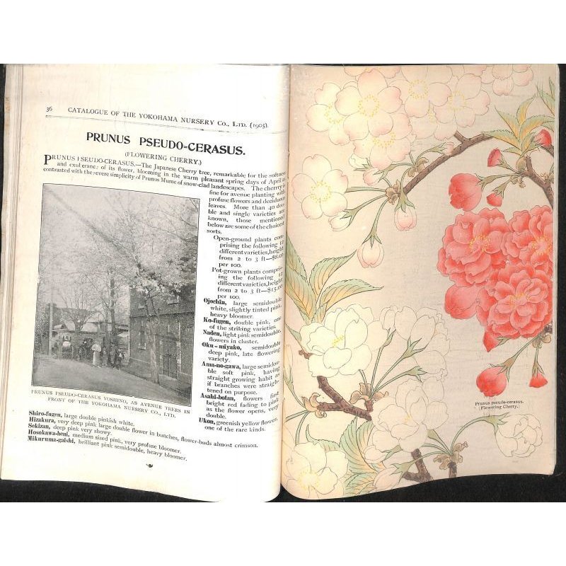 画像10: 平紙本 (英)横浜種苗会社(Yokohama Nursery Co.)1905年カタログ 25×18 95頁