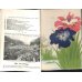 画像6: 平紙本　(英）横浜種苗会社(Yokohama Nursery Co.)1905年カタログ　25×18　95頁