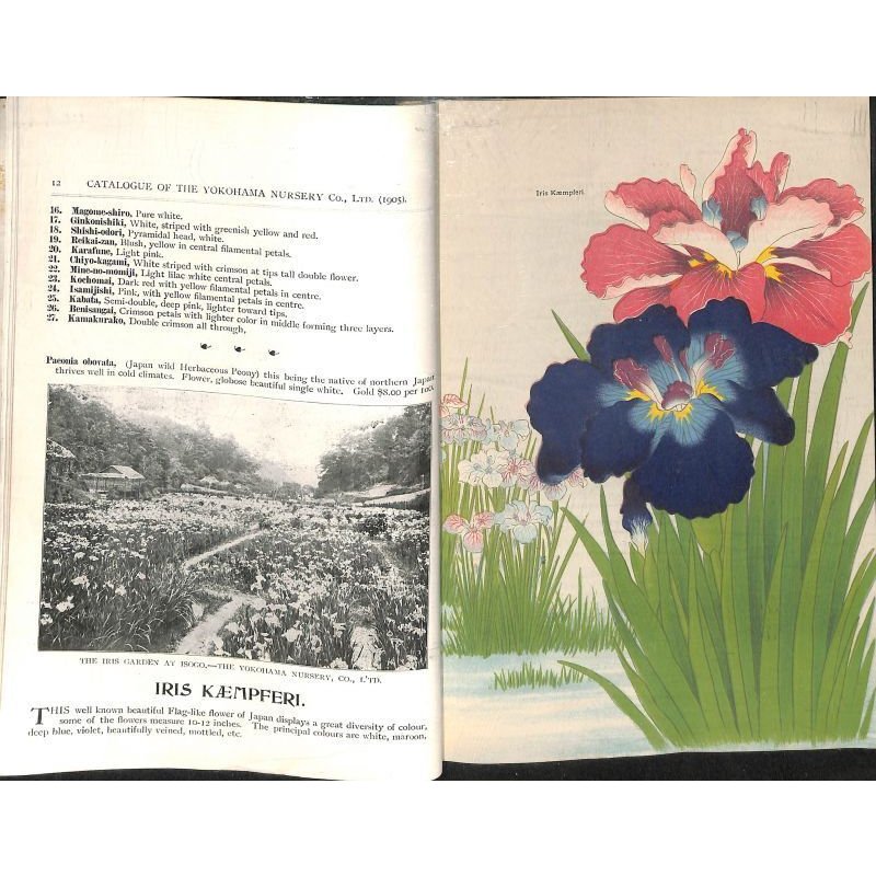 画像6: 平紙本 (英)横浜種苗会社(Yokohama Nursery Co.)1905年カタログ 25×18 95頁