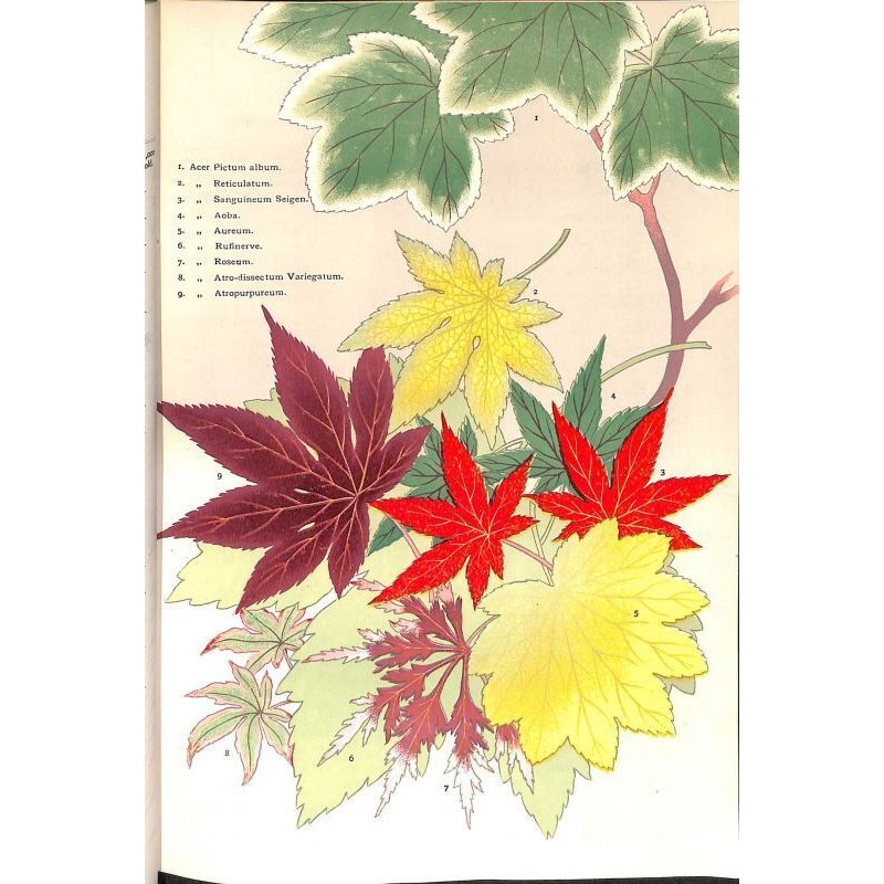 画像9: 平紙本 (英)横浜種苗会社(Yokohama Nursery Co.)1905年カタログ 25×18 95頁