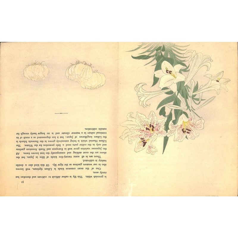 画像8: 奉書紙本「日本の愛好花」  (英)The Favorite Flowers of Japan 著者 アンガー夫人 Mary E.Unger