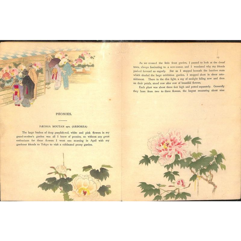 画像3: 奉書紙本「日本の愛好花」  (英)The Favorite Flowers of Japan 著者 アンガー夫人 Mary E.Unger