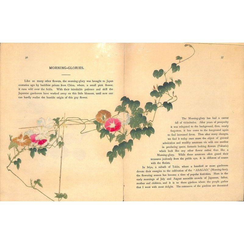 画像9: 奉書紙本「日本の愛好花」  (英)The Favorite Flowers of Japan 著者 アンガー夫人 Mary E.Unger