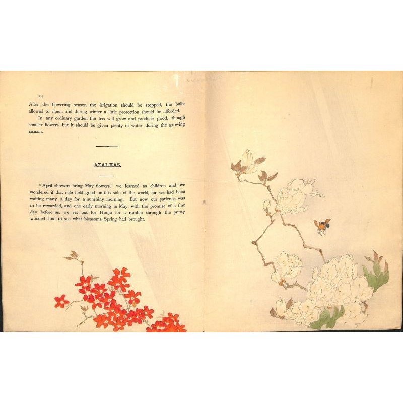 画像6: 奉書紙本「日本の愛好花」  (英)The Favorite Flowers of Japan 著者 アンガー夫人 Mary E.Unger