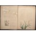 画像5: 「パリ・イリュストレ」明治19年（1886年）No,45.46  日本特集号　ゴッホ模写・花魁の表紙絵