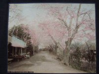 明治・手彩色古写真　 向島の桜 20,5×26,5cm　江崎礼二　　