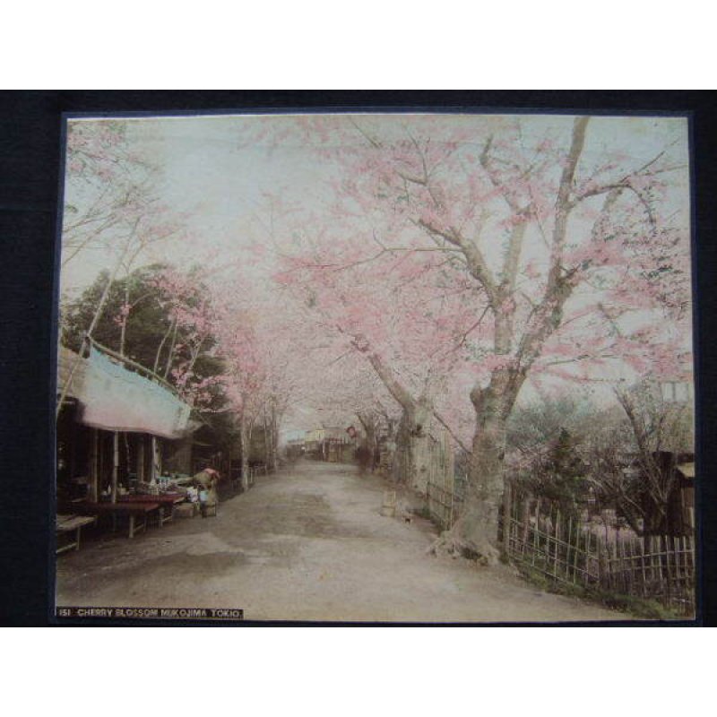 画像1: 明治・手彩色古写真　 向島の桜 20,5×26,5cm　江崎礼二　　