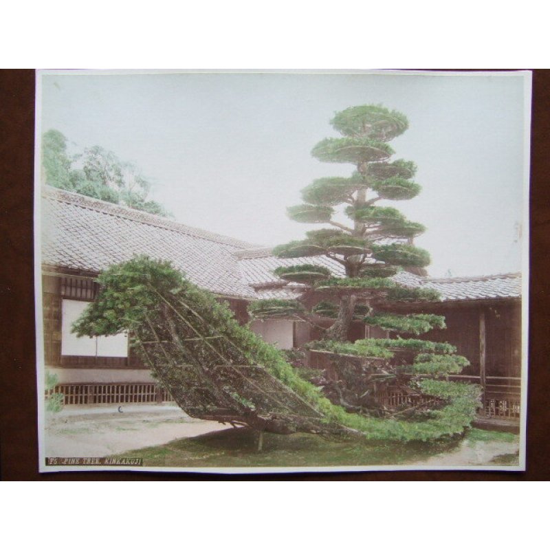 画像1: 手彩色古写真　金閣寺の松　19×24cm